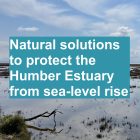 Natural solutions to protect the Humber Estuary from sea-level rise
