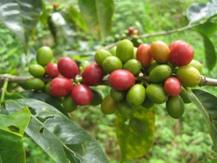 Eco-certification of tropical crops