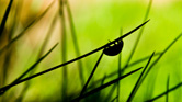 Does biodiversity promote greater human happiness?