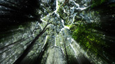 Directing tropical forest management from the sky