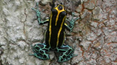 Toward an integrated approach to the mapping and mitigating of global pressures on biodiversity