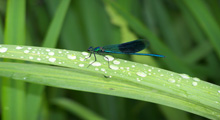 A global audit of biodiversity monitoring