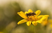 Conserving wild pollinators and increasing food security by strengthening the sustainable management of company supply chains