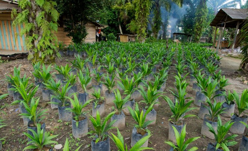 Estimating the relative environmental footprints of palm oil and potential alternatives