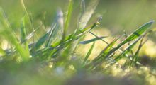 Improving Engagement of Civil Society Organisations (CSOs) in Sustainability Standards