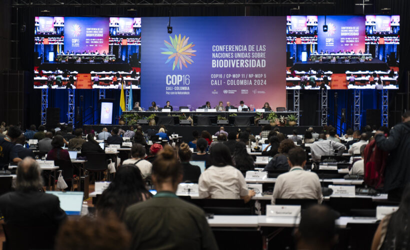 COP16 Debrief: Reflections and the Path Forward for Biodiversity
