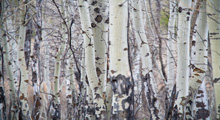 Bringing biodiversity into the heart of natural capital approaches