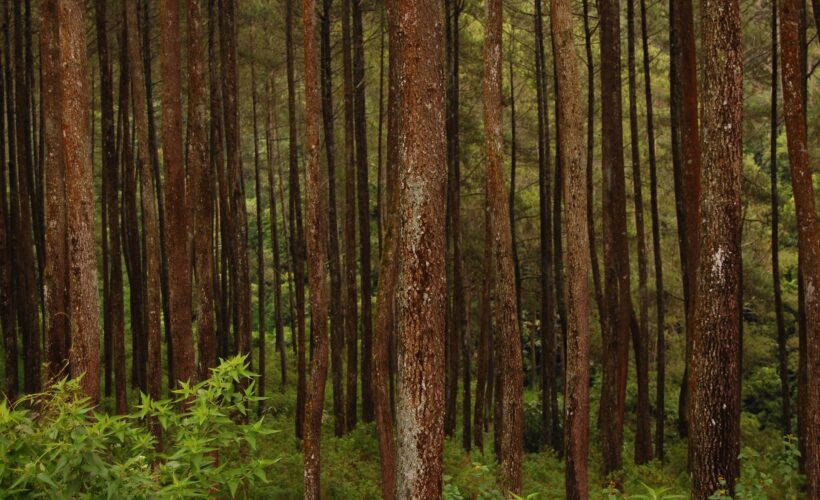 Evaluating the success of carbon projects aimed at protecting tropical forests and benefiting local livelihoods