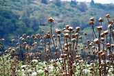 No such thing as a cheap lunch? Quantifying tradeoffs between yield and environmental externalities in food production systems