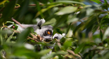 Learning from Citizen Science approaches to map threats to wildlife globally and inform conservation policies