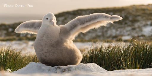 World Albatross Day Q&A