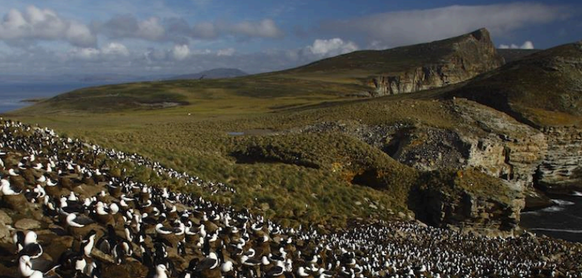 New Island: From Exploitation to Restoration – A Story of Ecological Hope
