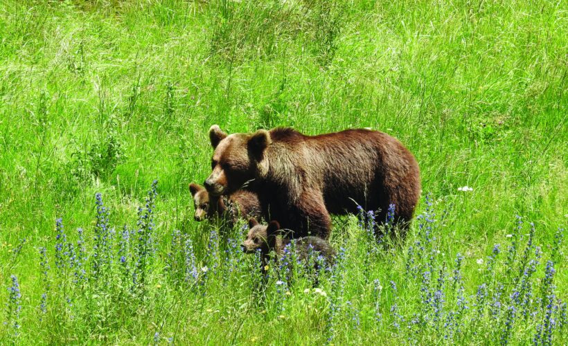 Living Well with Wildlife: A Practical Guide