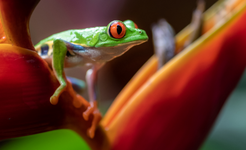 Collaboration Across Conventions for Climate & Nature