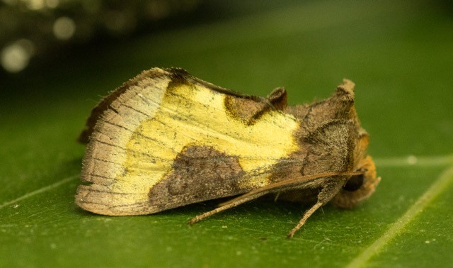 CANCELLED: Moth surveying – an Earth Optimism Event at Cambridge Botanic Garden