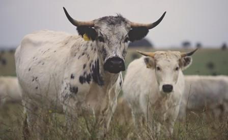 Can land sparing mitigate climate change?
