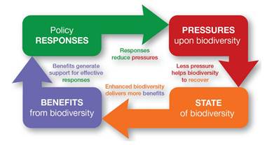 Numbers that drive policy for conservation: linked indicator sets for the post-2010 CBD framework
