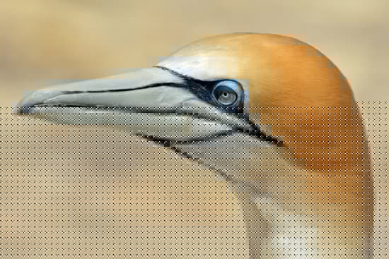 Why birds matter: Macroecology and conservation biogeography of the world’s birds