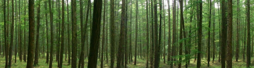 Sustainability criteria for biomass