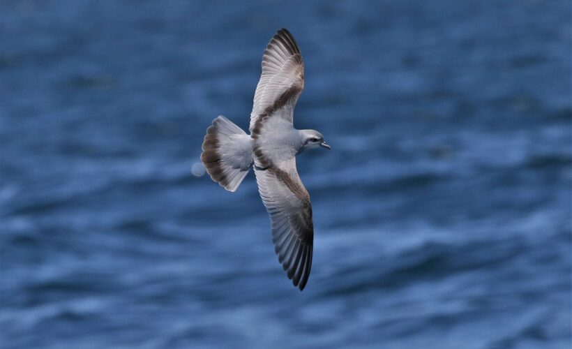 Collaborative Fund Project Study: Disentangling the problem of plastic pollution for pelagic seabirds