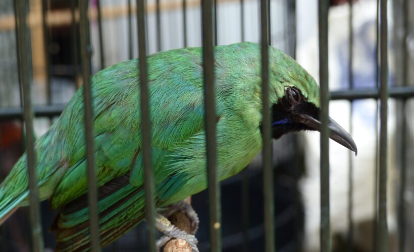 A Quantitative Global Review of Trade in Wild Birds