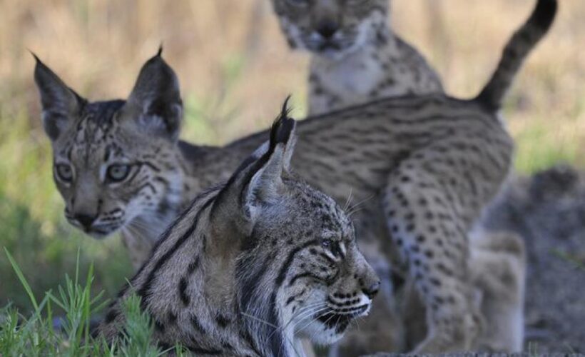 Mediterranean wood pastures for biodiversity – making the lynx