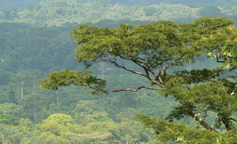 Methods for establishing baseline emission rates for REDD projects