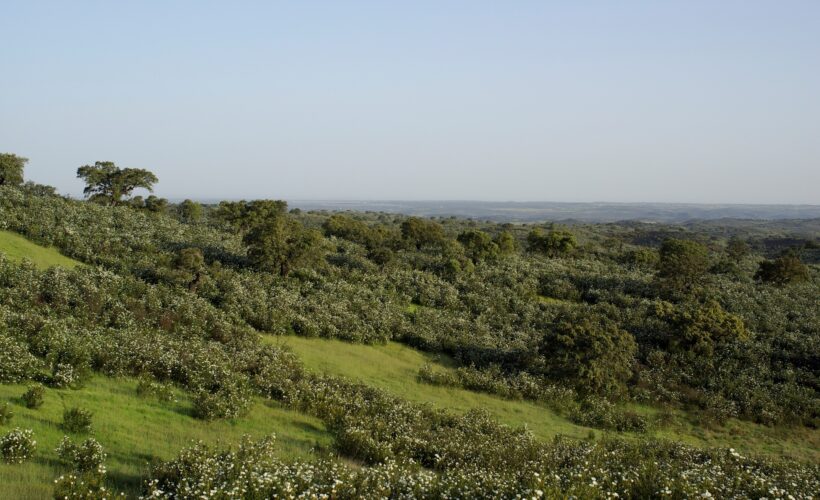 Developing practical guidance on assessing air quality regulation as a service from nature