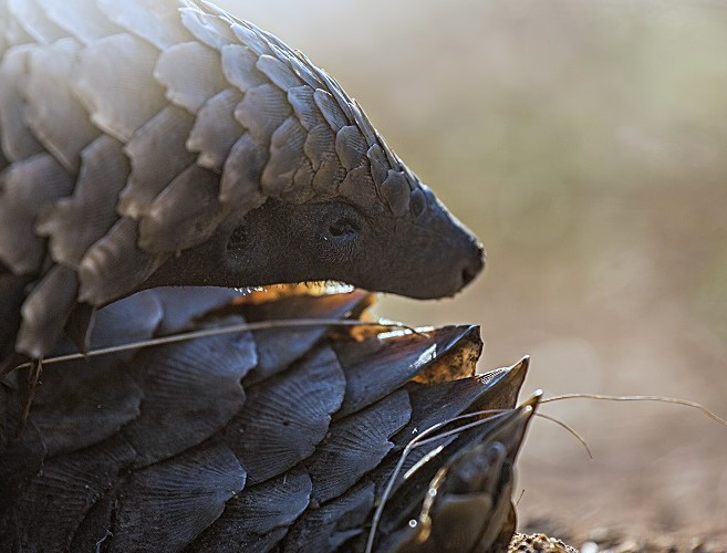 The Plight of the Pangolin – the world’s most trafficked mammal
