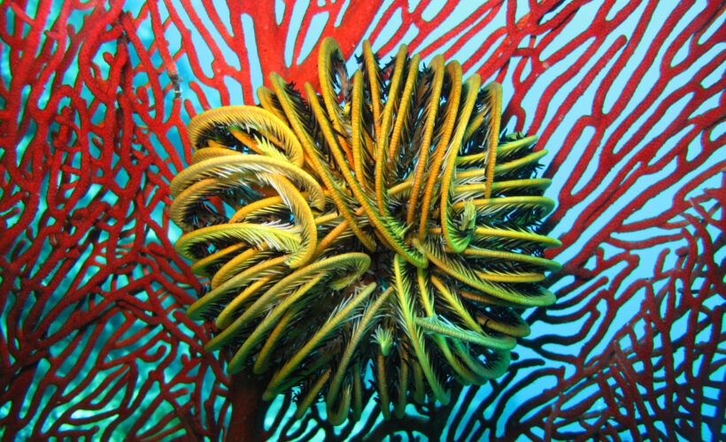 Attaining Aichi Target 11: How well are marine ecosystem services secured by protected areas?