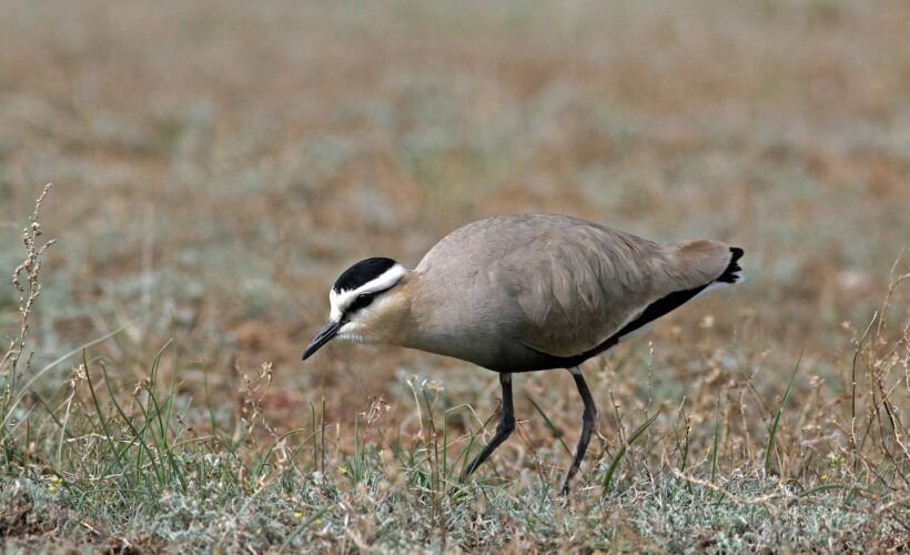 Assessing conservation costs in support of the CBD Strategic Plan