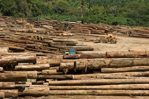 Biodiversity and REDD+