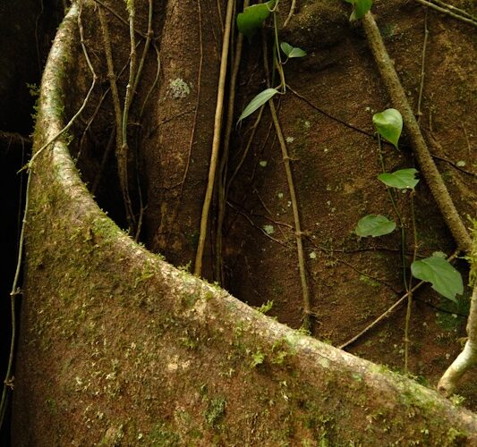 Building a network of institutional NGO capacity to support sustainable conservation