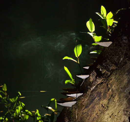 Carbon management and the ‘greening’ of conservation organisations in Cambridge