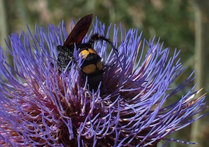Demonstrating ecosystem service values in Africa