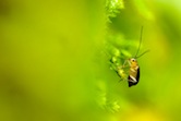 Developing a framework to inform climate change adaptation for global biodiversity
