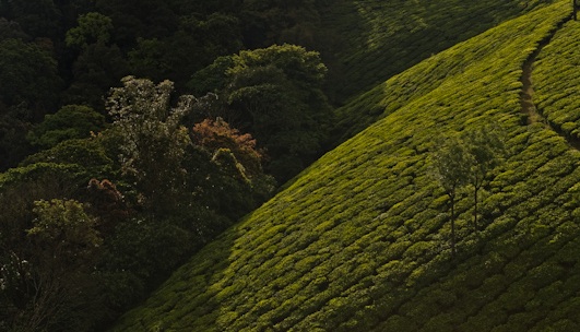 Overcoming the legal barriers to REDD+ implementation