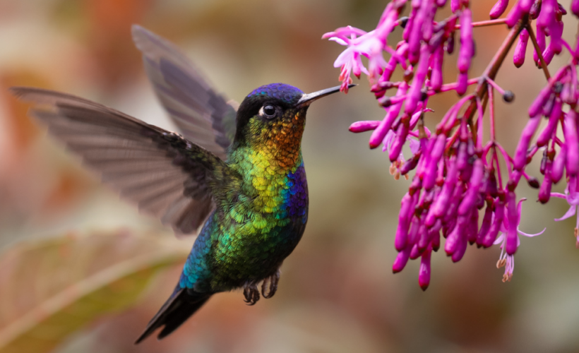 Hope and determination for nature