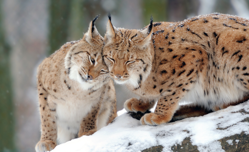 Rewilding the Future: Insights from Citizen Zoo’s Conference