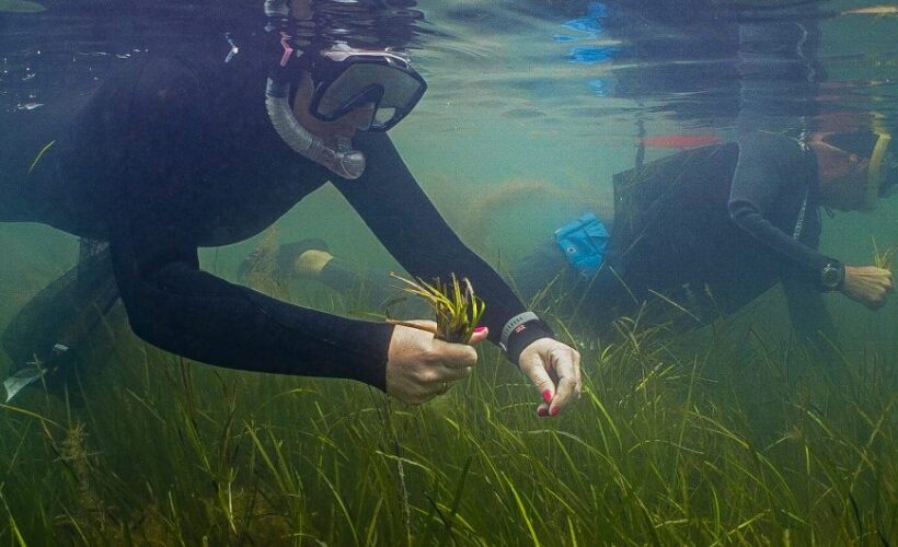 Planting the seeds of change: A community effort to restore the Solent’s seagrass
