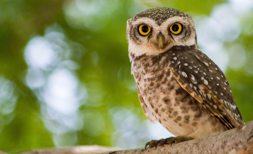 Celebrating Bill Adams’ Contributions to Conservation
