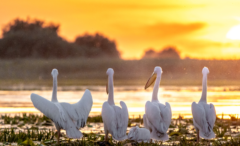 Restoring the World’s Wetlands