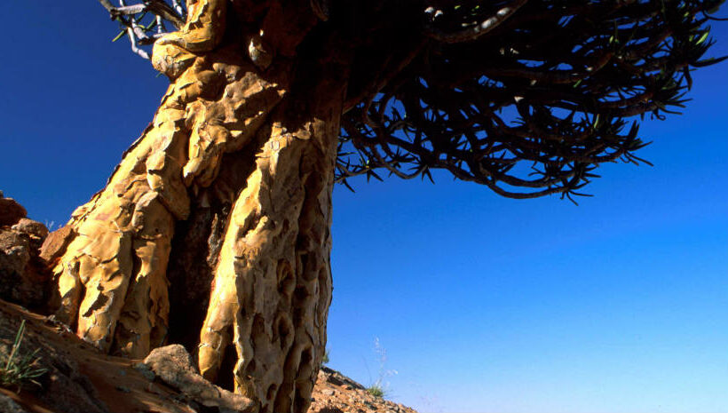 The impacts of climate change on global biodiversity