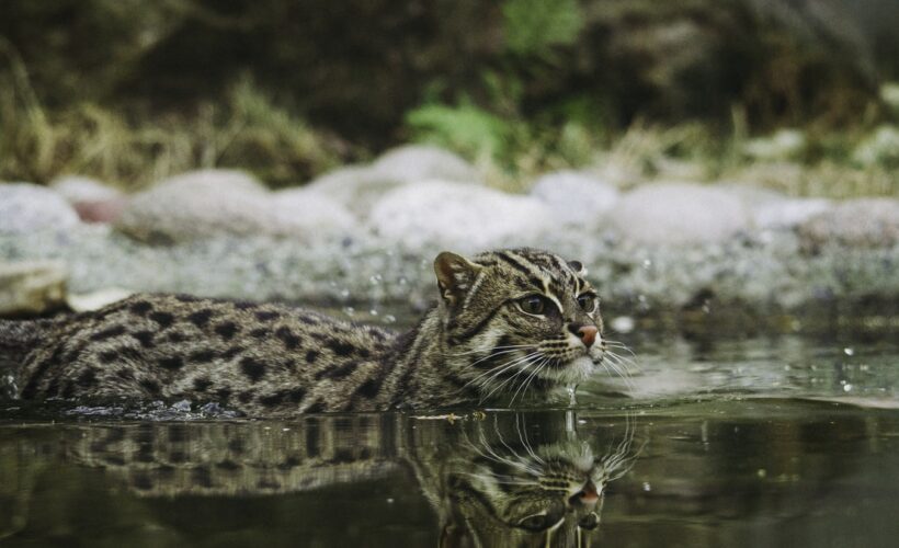 Wildcats in Scotland- the Scottish Wildcat Conservation Action Plan and beyond