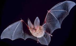 CANCELED: Bat Walk – an Earth Optimism Event at Cambridge Botanic Garden
