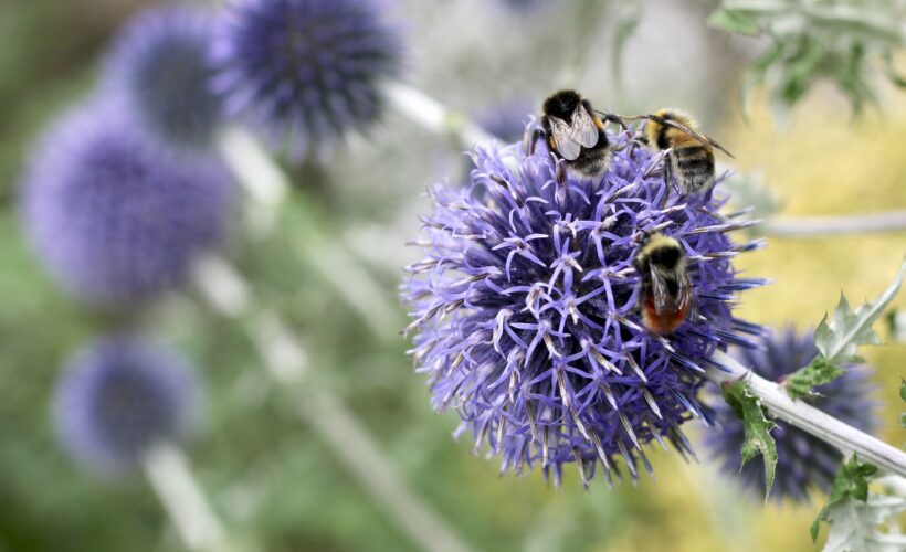Understanding the risks to human well-being from pollinator decline