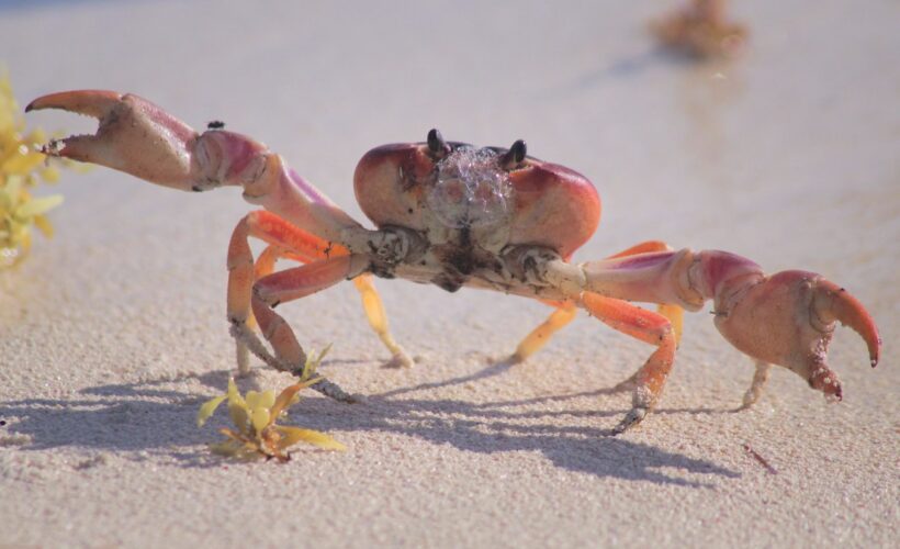 CANCELLED: Cambridge Literary Festival – Fiona Lumbers “Clem & Crab”
