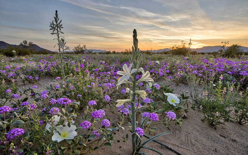 Rethinking nature: the evolving nature of science, practice and policy for the 21st century