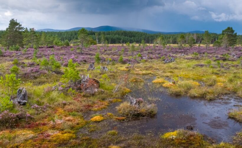 Fighting the Climate Crisis Through Landscape Restoration