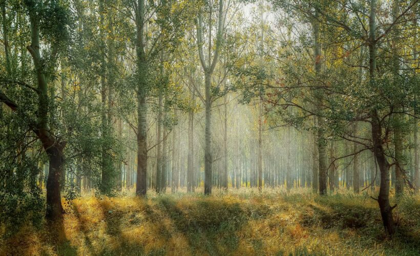 CCI Cambridge Festival Event: Changing the Landscape of Conservation